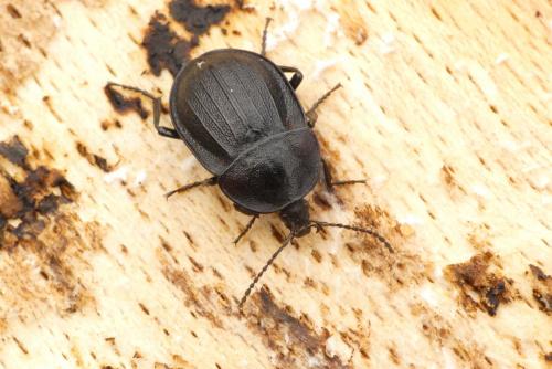 Phosphuga atrata